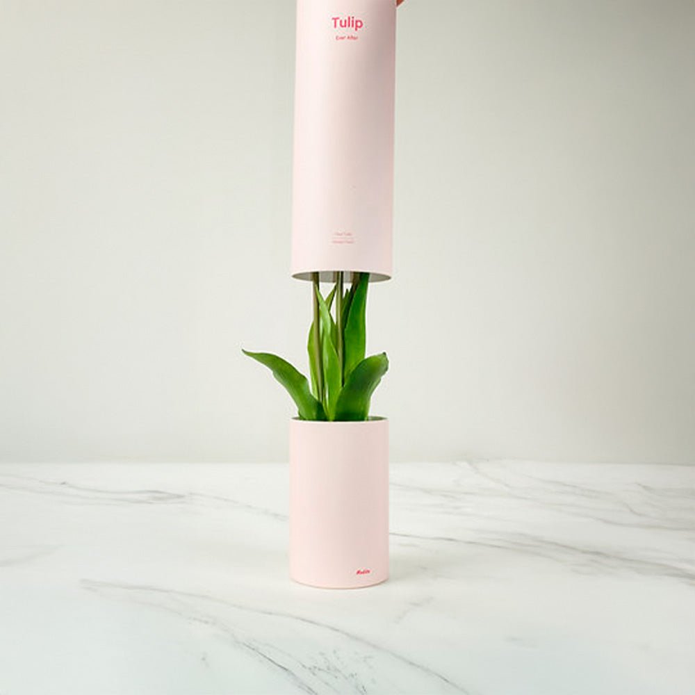 Ambientador Tulipán Ever After Rosado