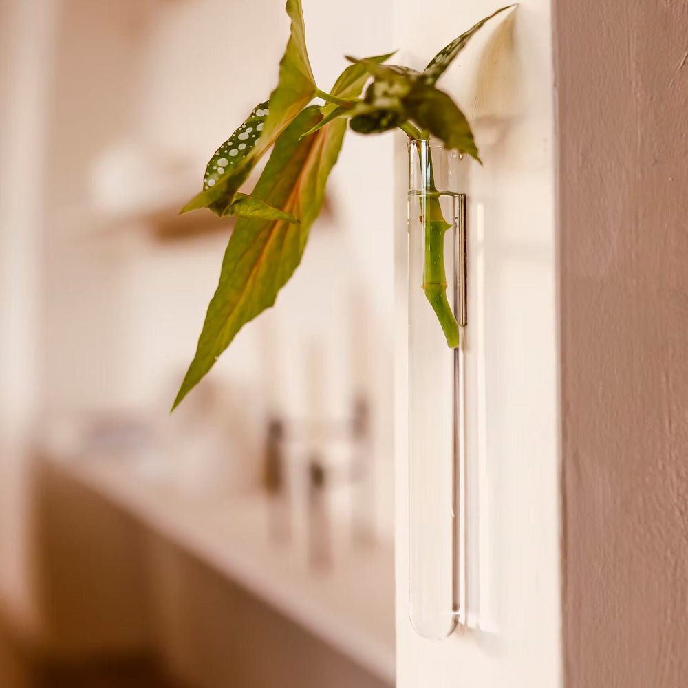 Walleaf Transparente (1 pieza)