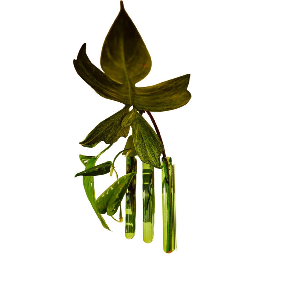 Walleaf Green (set of 3)