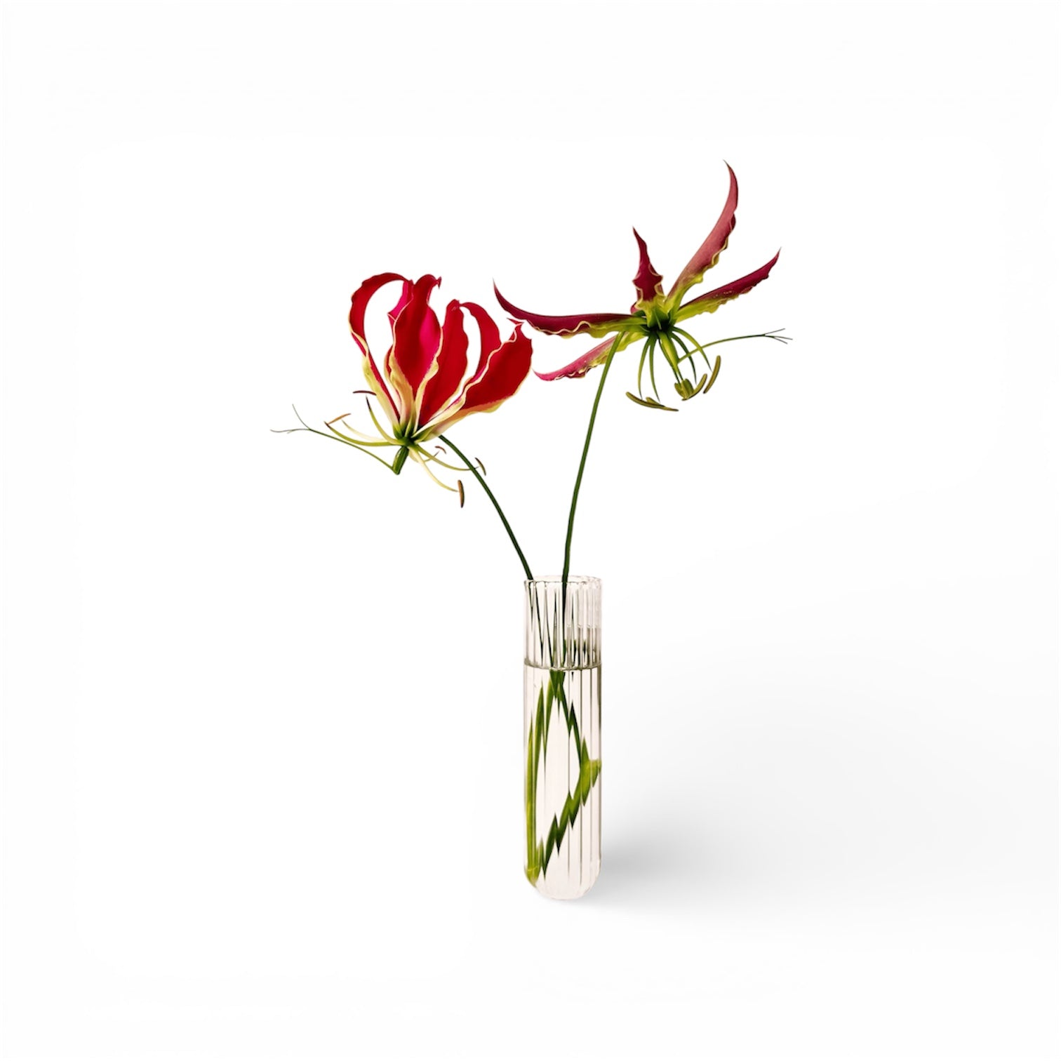 Walleaf XL Transparente (1 pieza)
