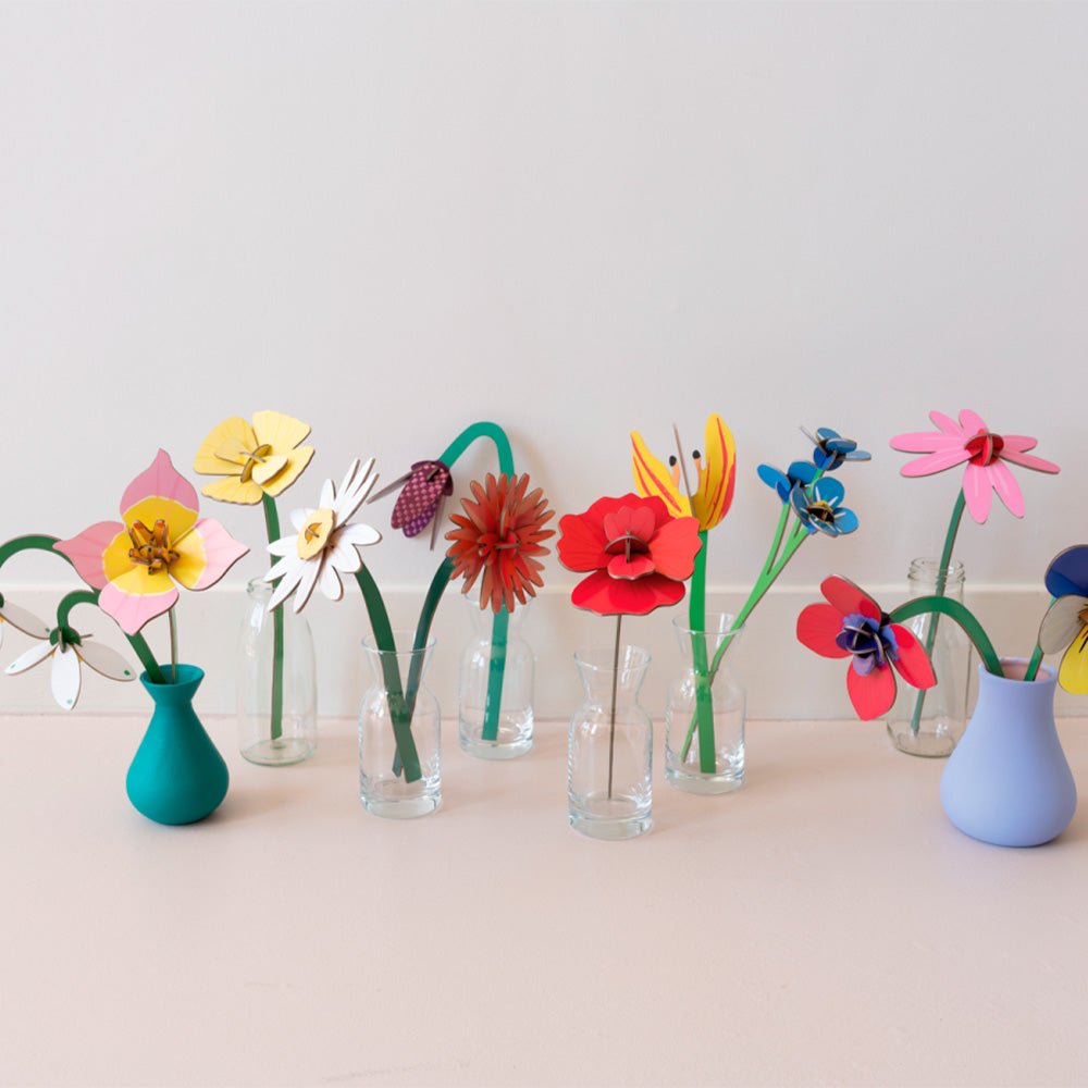 Small Everlasting Flowers - Meadow Daisy