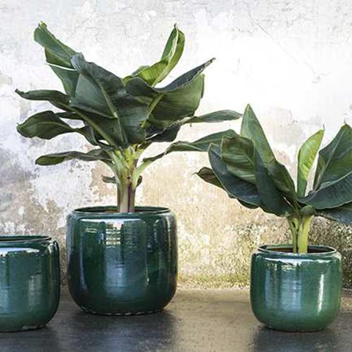 Flower Pot Costa M Green