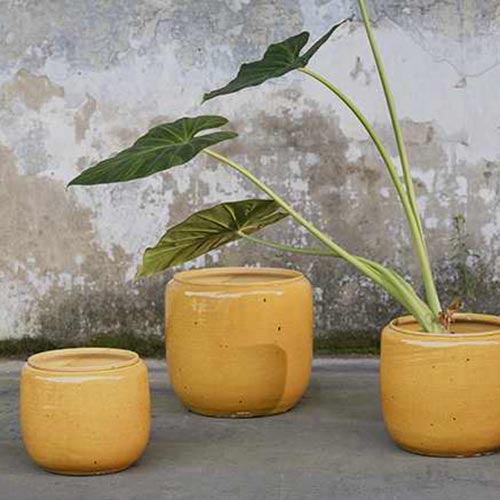 Flower Pot Costa S Honey