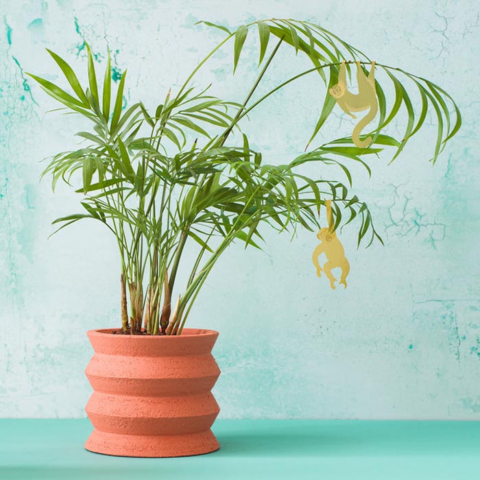 Animal para Plantas Chimpancé