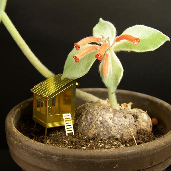 Pequeña Casa En El Árbol Para Tus Plantas