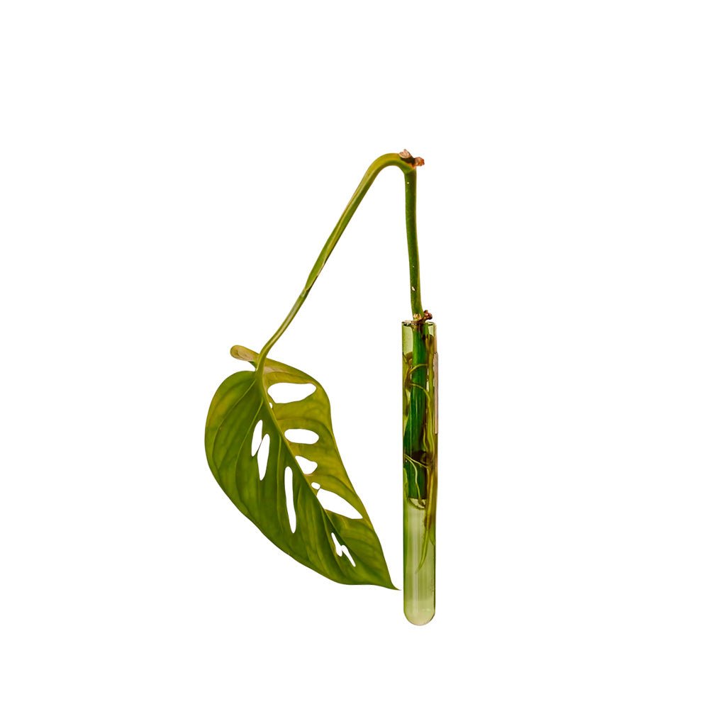 Walleaf Verde (1 pieza)