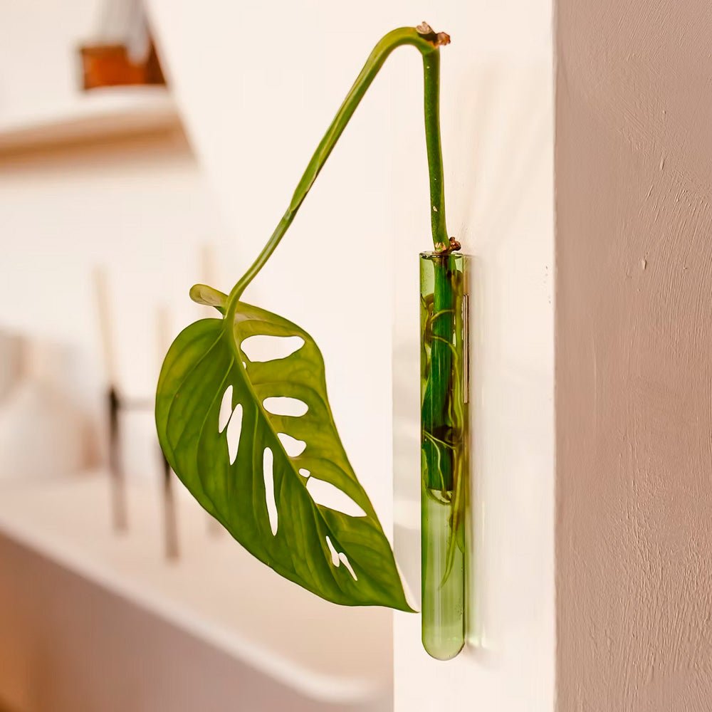 Walleaf Verde (1 pieza)