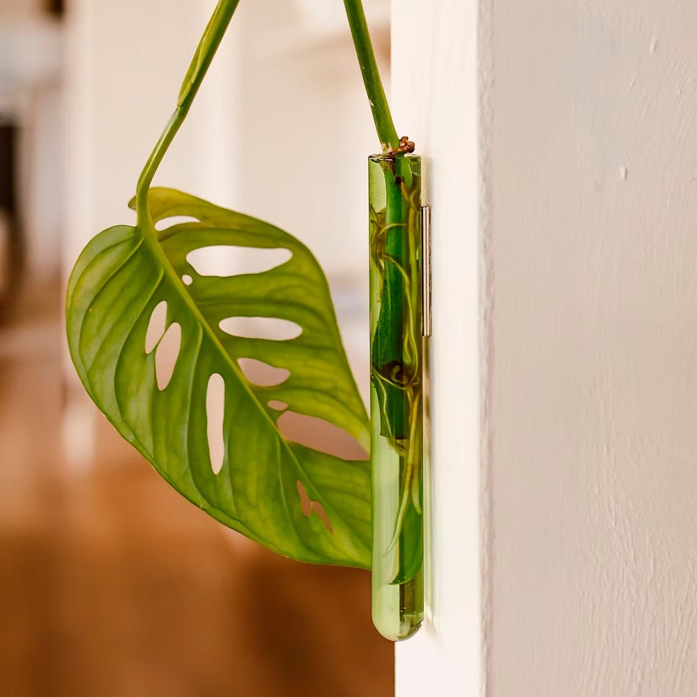 Walleaf Verde (1 pieza)
