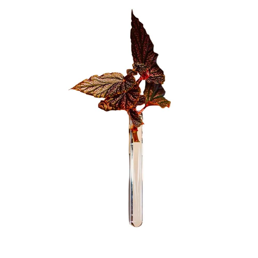 Walleaf Transparente (1 pieza)