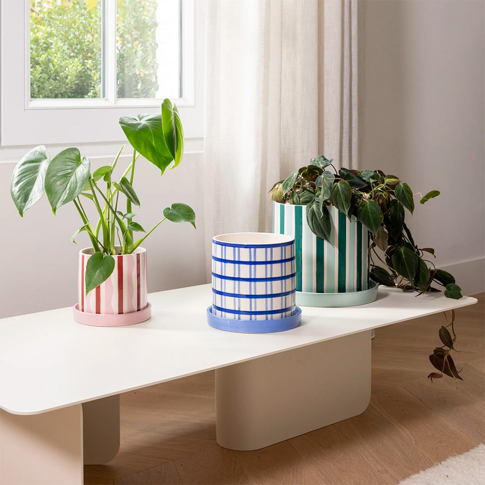 Planter Clash Wiggle
